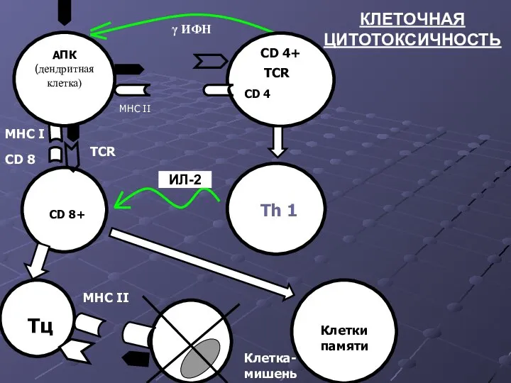 γ ИФН CD 8+ Th 1 Клетки Клетки памяти Тц Клетка-