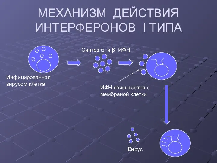 МЕХАНИЗМ ДЕЙСТВИЯ ИНТЕРФЕРОНОВ I ТИПА Вирус Синтез α- и β- ИФН