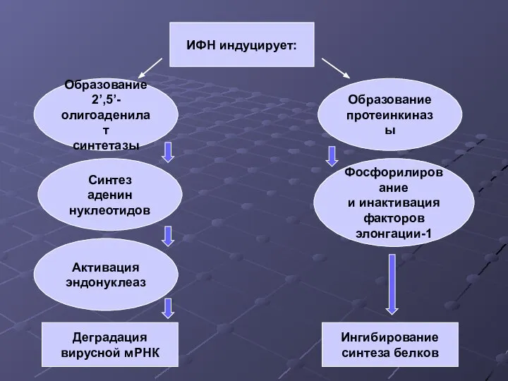 ИФН индуцирует: Синтез аденин нуклеотидов Образование 2’,5’- олигоаденилат синтетазы Активация эндонуклеаз