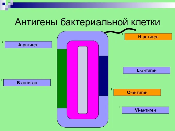 Антигены бактериальной клетки A-антиген B-антиген О-антиген Н-антиген Vi-антиген L-антиген