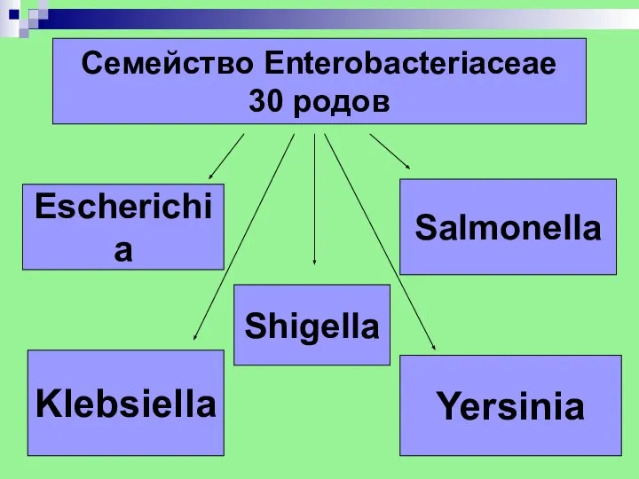 Семейство Enterobacteriaceae 30 родов Escherichia Shigella Klebsiella Yersinia Salmonella