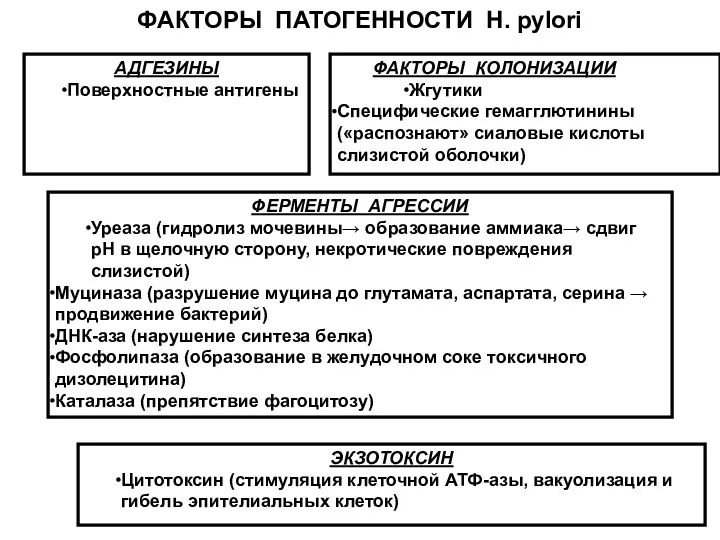 ФАКТОРЫ ПАТОГЕННОСТИ H. pylori АДГЕЗИНЫ Поверхностные антигены ФАКТОРЫ КОЛОНИЗАЦИИ Жгутики Специфические