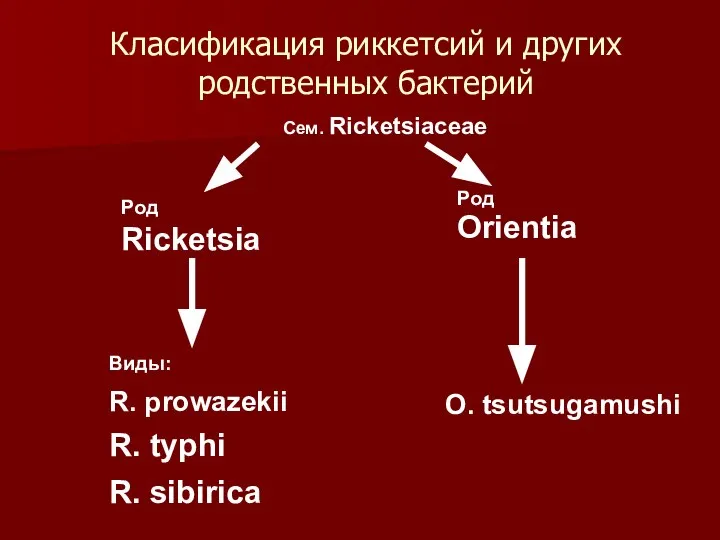 Класификация риккетсий и других родственных бактерий Сем. Ricketsiaceae Род Ricketsia Род
