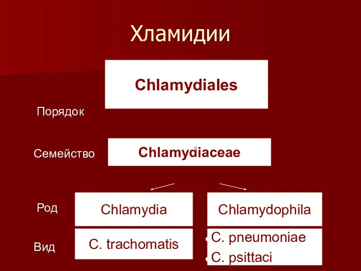 Хламидии Порядок Семейство Chlamydiales Chlamydiaceae C. pneumoniae C. psittaci Chlamydophila C. trachomatis Chlamydia Род Вид