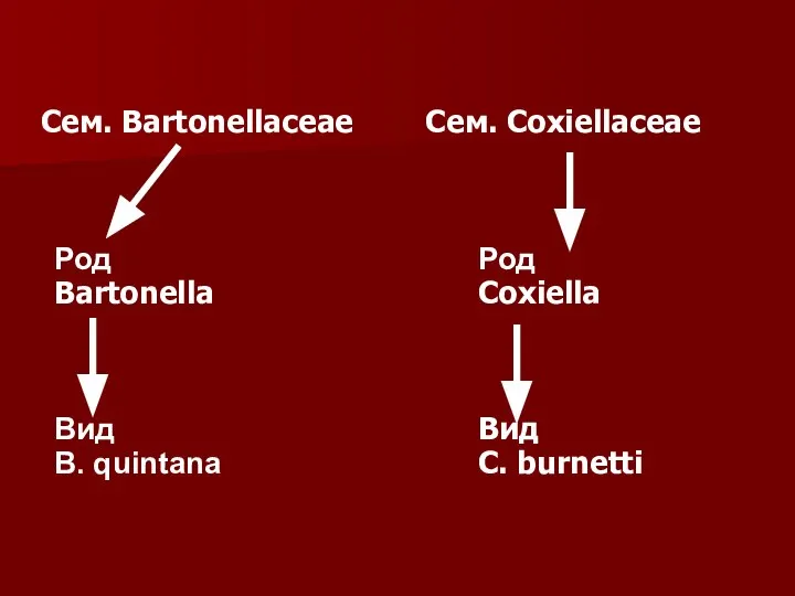 Сем. Bartonellaceae Сем. Coxiellaceae Род Bartonella Вид B. quintana Род Coxiella Вид C. burnetti
