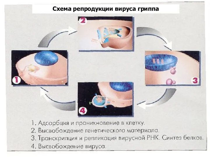 Схема репродукции вируса гриппа