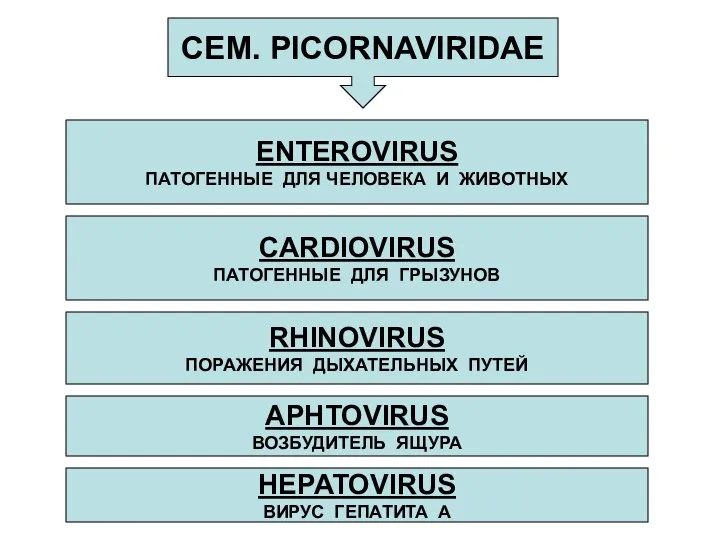 СЕМ. PICORNAVIRIDAE ENTEROVIRUS ПАТОГЕННЫЕ ДЛЯ ЧЕЛОВЕКА И ЖИВОТНЫХ CARDIOVIRUS ПАТОГЕННЫЕ ДЛЯ