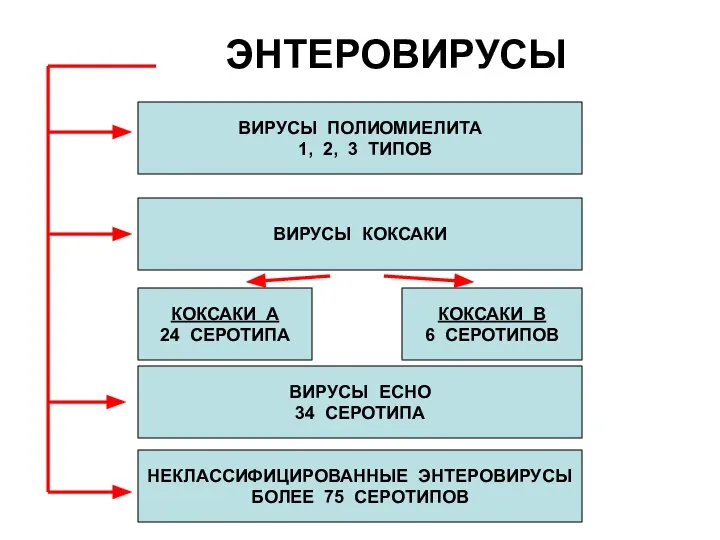 ЭНТЕРОВИРУСЫ ВИРУСЫ ПОЛИОМИЕЛИТА 1, 2, 3 ТИПОВ ВИРУСЫ КОКСАКИ КОКСАКИ В