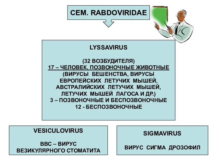 СЕМ. RABDOVIRIDAE LYSSAVIRUS (32 ВОЗБУДИТЕЛЯ) 17 – ЧЕЛОВЕК, ПОЗВОНОЧНЫЕ ЖИВОТНЫЕ (ВИРУСЫ