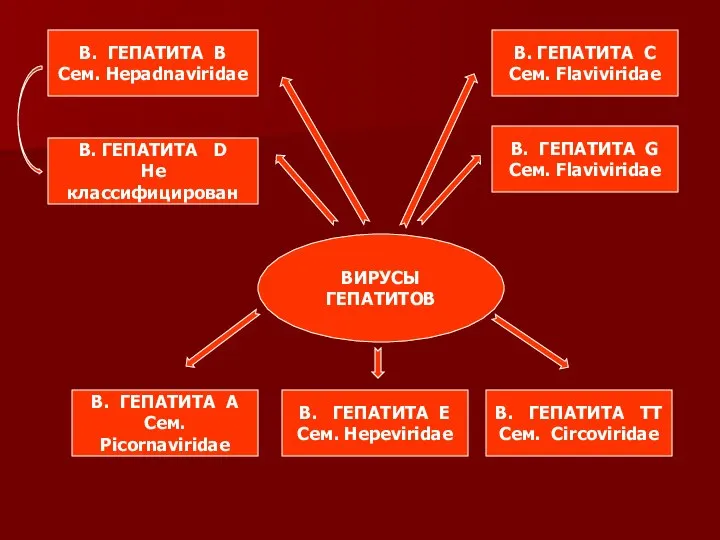 ВИРУСЫ ГЕПАТИТОВ В. ГЕПАТИТА А Сем. Picornaviridae В. ГЕПАТИТА Е Сем.