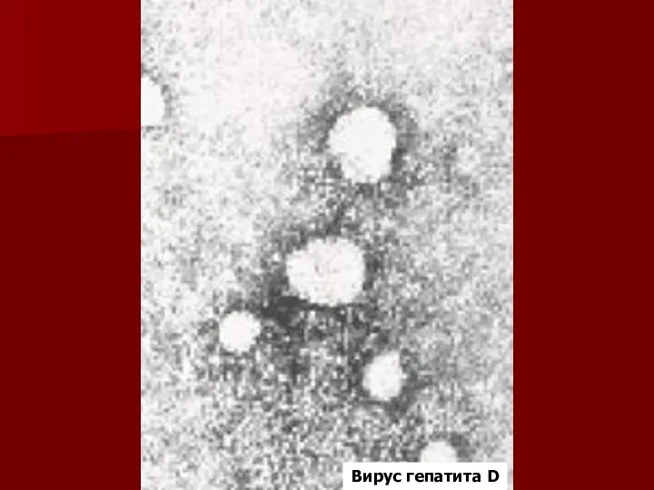 Вирус гепатита D