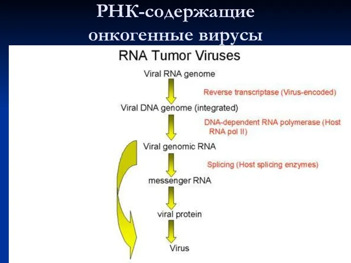 РНК-содержащие онкогенные вирусы