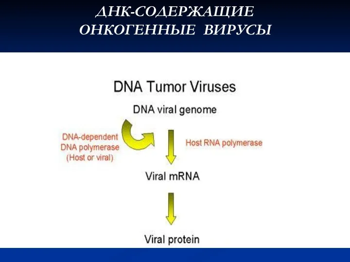 ДНК-СОДЕРЖАЩИЕ ОНКОГЕННЫЕ ВИРУСЫ