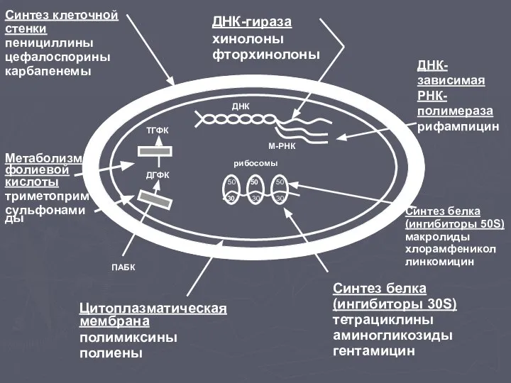 50 50 30 50 30 30 М-РНК ДНК ДГФК ТГФК Синтез