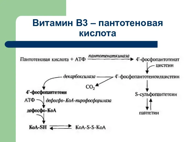 Витамин В3 – пантотеновая кислота