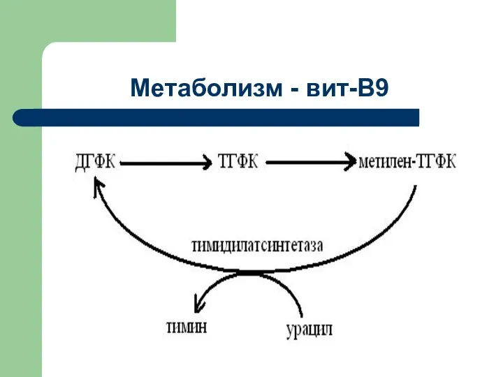 Метаболизм - вит-В9