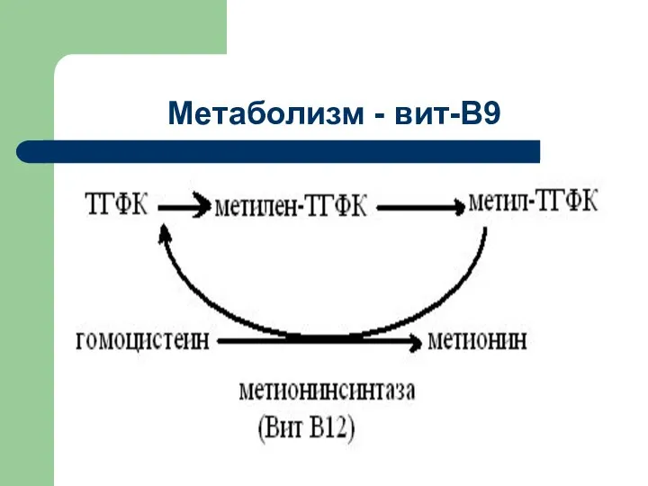 Метаболизм - вит-В9