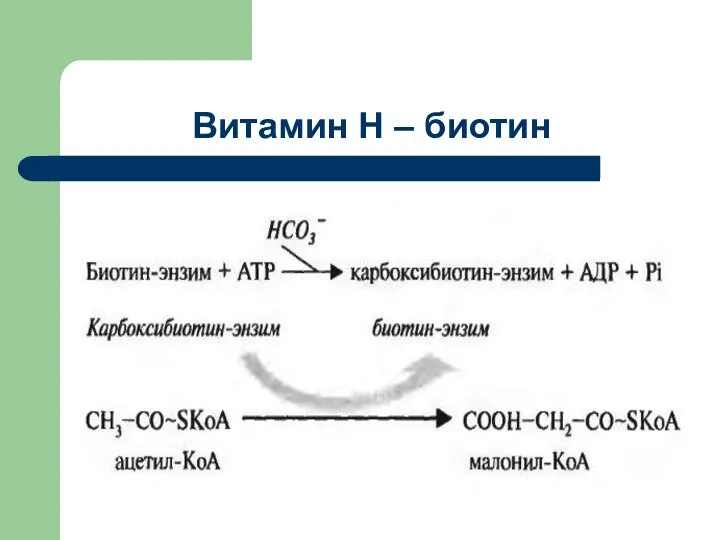 Витамин Н – биотин