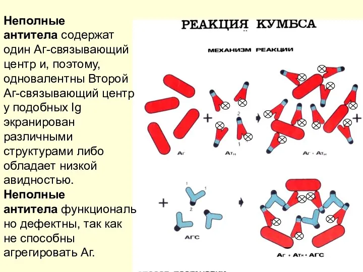 Неполные антитела содержат один Аг-связывающий центр и, поэтому, одновалентны Второй Аг-связывающий