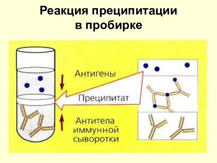 Реакция преципитации в пробирке