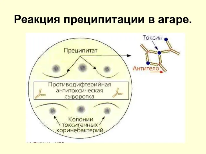 Реакция преципитации в агаре.