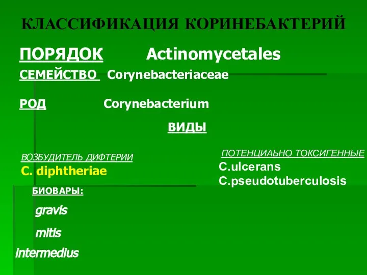 КЛАССИФИКАЦИЯ КОРИНЕБАКТЕРИЙ ПОРЯДОК Actinomycetales СЕМЕЙСТВО Corynebacteriaceae РОД Corynebacterium ВИДЫ ВОЗБУДИТЕЛЬ ДИФТЕРИИ