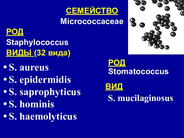 СЕМЕЙСТВО Micrococcaceae РОД Staphylococcus ВИДЫ (32 вида) S. aureus S. epidermidis