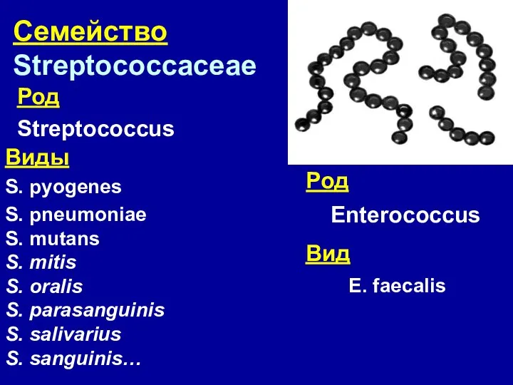 Семейство Streptococcaceae Род Streptococcus Виды S. pyogenes S. pneumoniae S. mutans