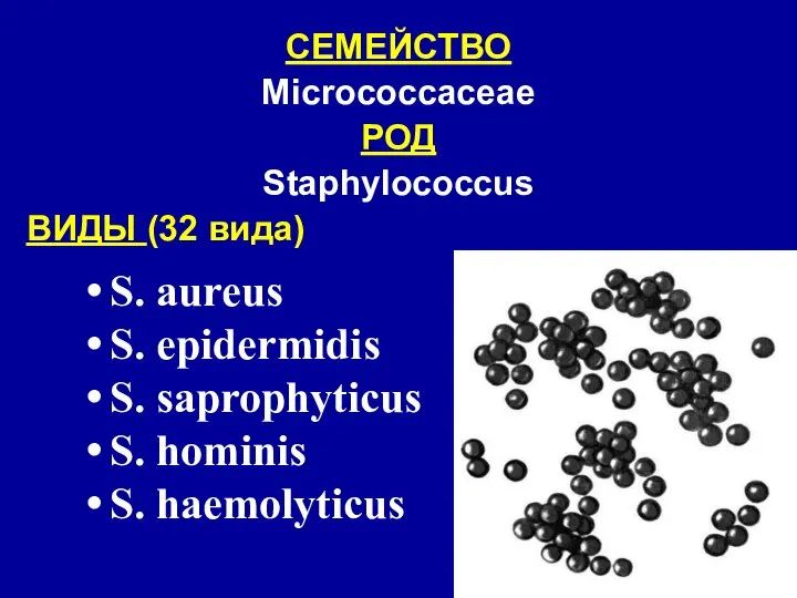 СЕМЕЙСТВО Micrococcaceae РОД Staphylococcus ВИДЫ (32 вида) S. aureus S. epidermidis