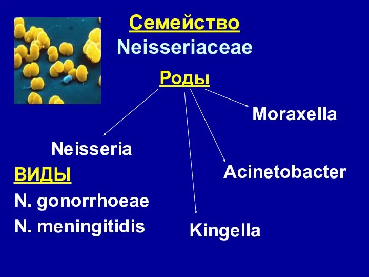 Семейство Neisseriaceae Роды Moraxella Acinetobacter Neisseria ВИДЫ N. gonorrhoeae N. meningitidis Kingella