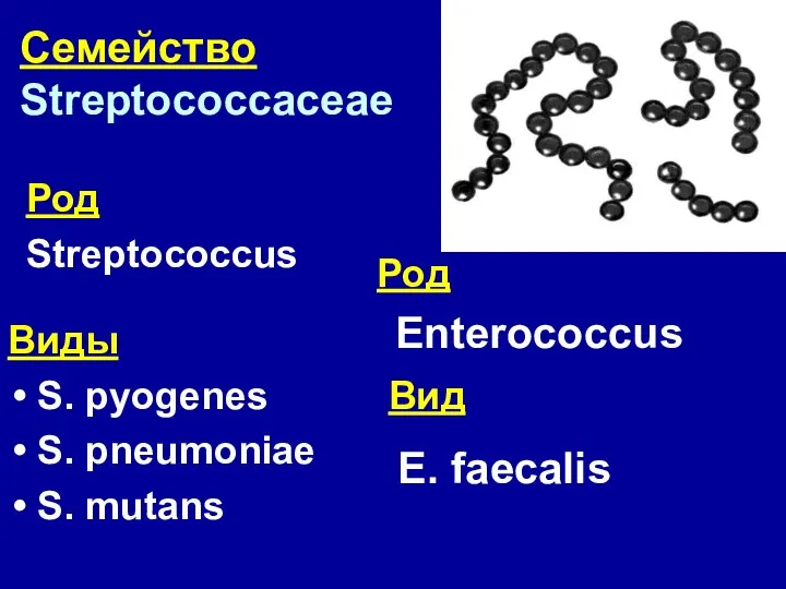 Семейство Streptococcaceae Род Streptococcus Виды S. pyogenes S. pneumoniae S. mutans Enterococcus E. faecalis Род Вид
