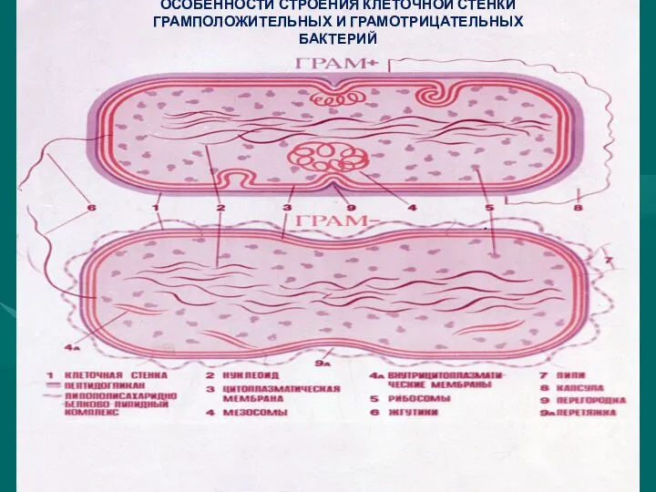 ОСОБЕННОСТИ СТРОЕНИЯ КЛЕТОЧНОЙ СТЕНКИ ГРАМПОЛОЖИТЕЛЬНЫХ И ГРАМОТРИЦАТЕЛЬНЫХ БАКТЕРИЙ
