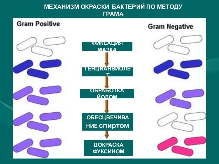 МЕХАНИЗМ ОКРАСКИ БАКТЕРИЙ ПО МЕТОДУ ГРАМА ФИКСАЦИЯ МАЗКА ГЕНЦИАНВИОЛЕТ ОБРАБОТКА ЙОДОМ ОБЕСЦВЕЧИВАНИЕ спиртом ДОКРАСКА ФУКСИНОМ