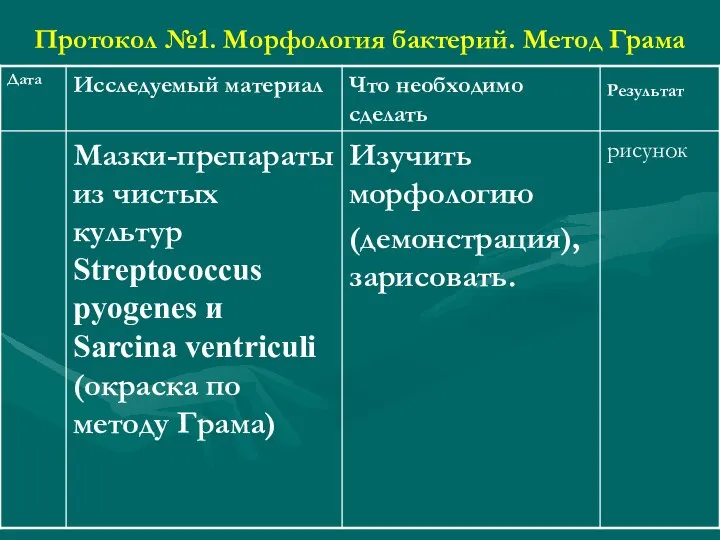 Протокол №1. Морфология бактерий. Метод Грама
