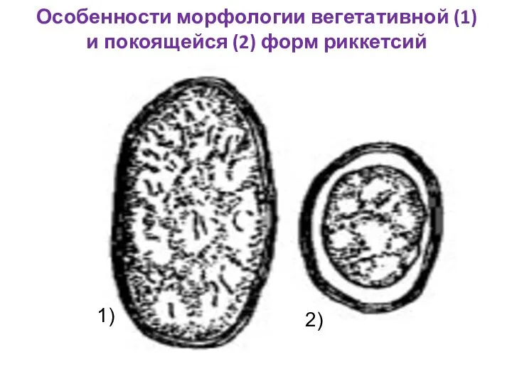 Особенности морфологии вегетативной (1) и покоящейся (2) форм риккетсий 2) 1)