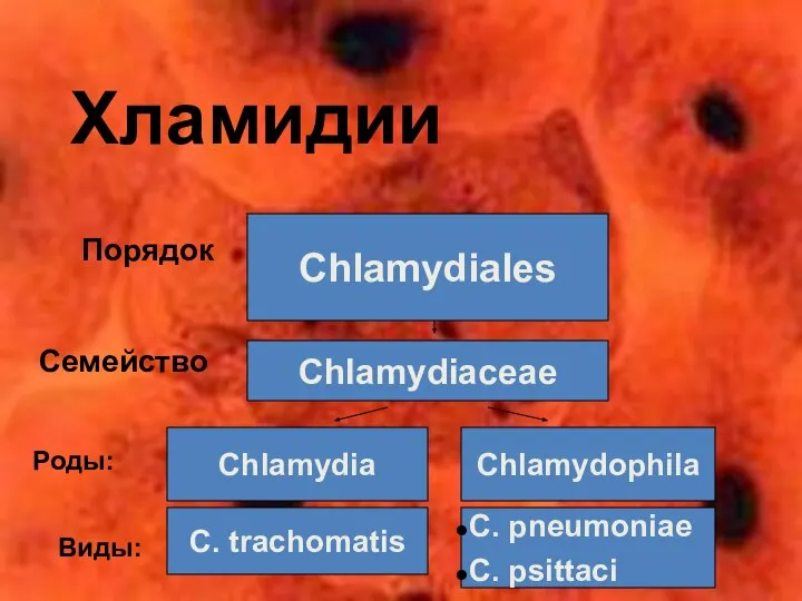 Хламидии Порядок Семейство Chlamydiales Chlamydiaceae C. pneumoniae C. psittaci Chlamydophila C. trachomatis Chlamydia Роды: Виды: