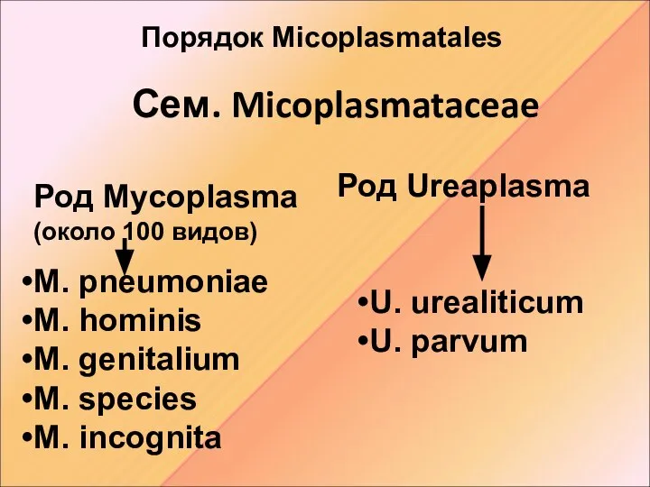 Сем. Micoplasmataceae Род Mycoplasma (около 100 видов) M. pneumoniae M. hominis