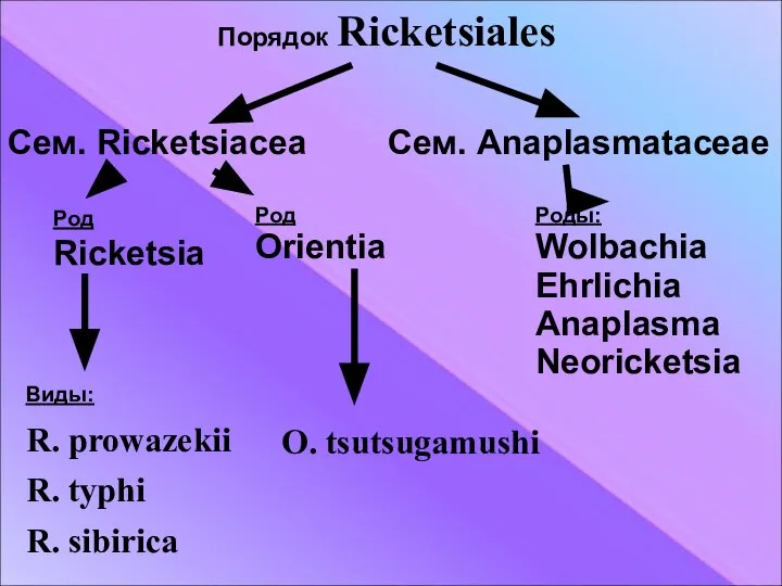 Порядок Ricketsiales Сем. Ricketsiacea Сем. Anaplasmataceae Род Ricketsia Род Orientia Роды: