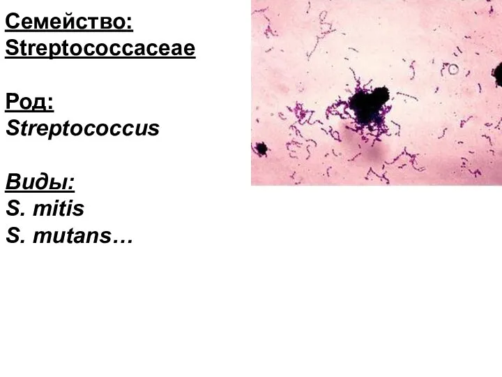 Семейство: Streptococcaceae Род: Streptococcus Виды: S. mitis S. mutans…