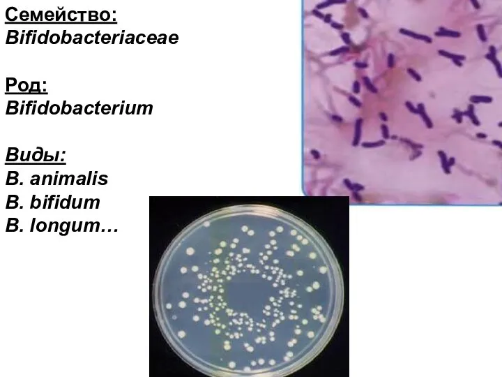 Семейство: Bifidobacteriaceae Род: Bifidobacterium Виды: B. animalis B. bifidum B. longum…