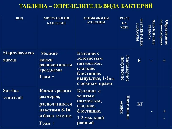 ТАБЛИЦА – ОПРЕДЕЛИТЕЛЬ ВИДА БАКТЕРИЙ