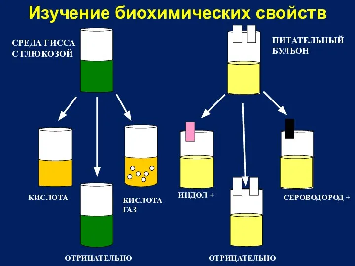 Изучение биохимических свойств КИСЛОТА КИСЛОТА ГАЗ ОТРИЦАТЕЛЬНО ОТРИЦАТЕЛЬНО ИНДОЛ + СЕРОВОДОРОД