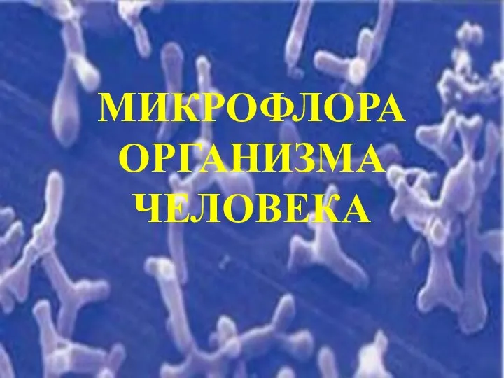 МИКРОФЛОРА ОРГАНИЗМА ЧЕЛОВЕКА