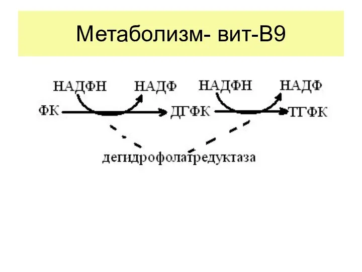 Метаболизм- вит-В9