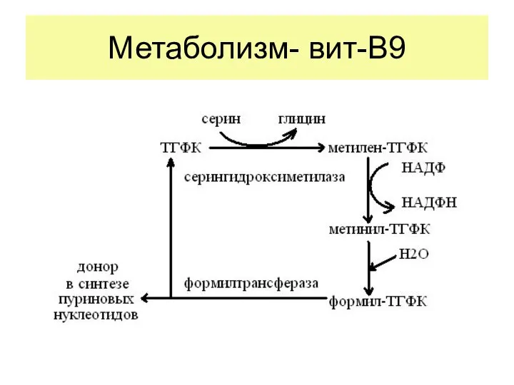 Метаболизм- вит-В9