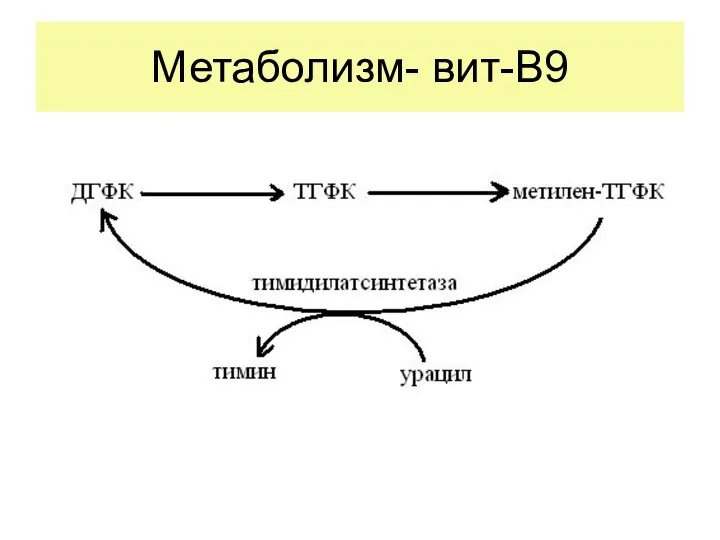 Метаболизм- вит-В9