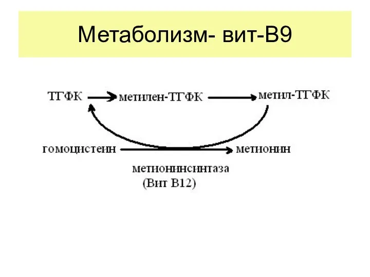 Метаболизм- вит-В9