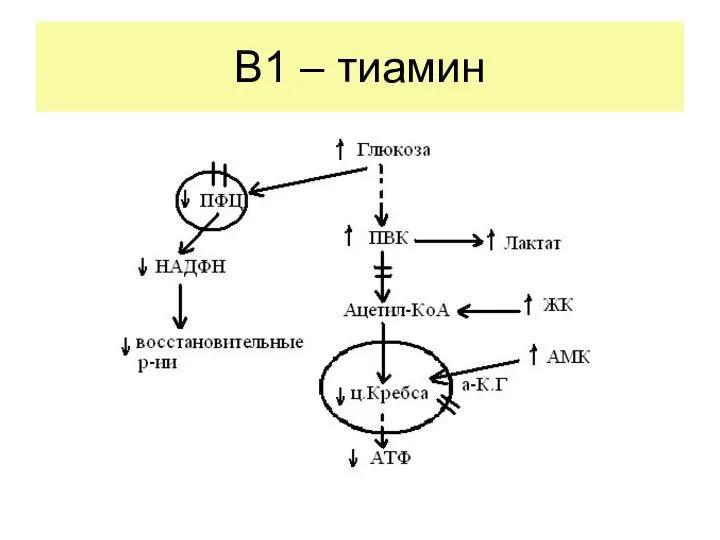 В1 – тиамин