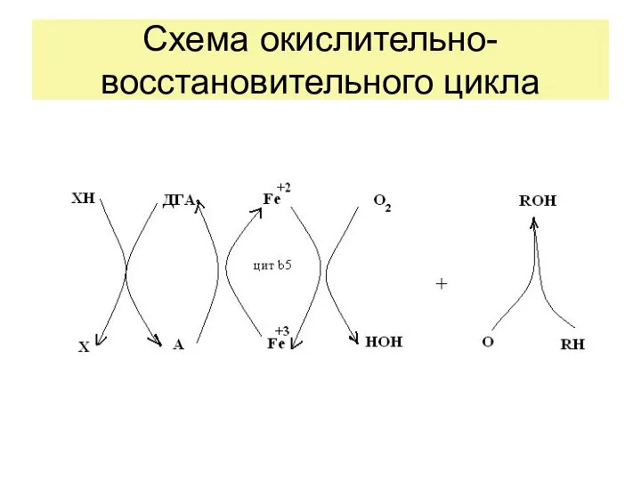 Схема окислительно-восстановительного цикла