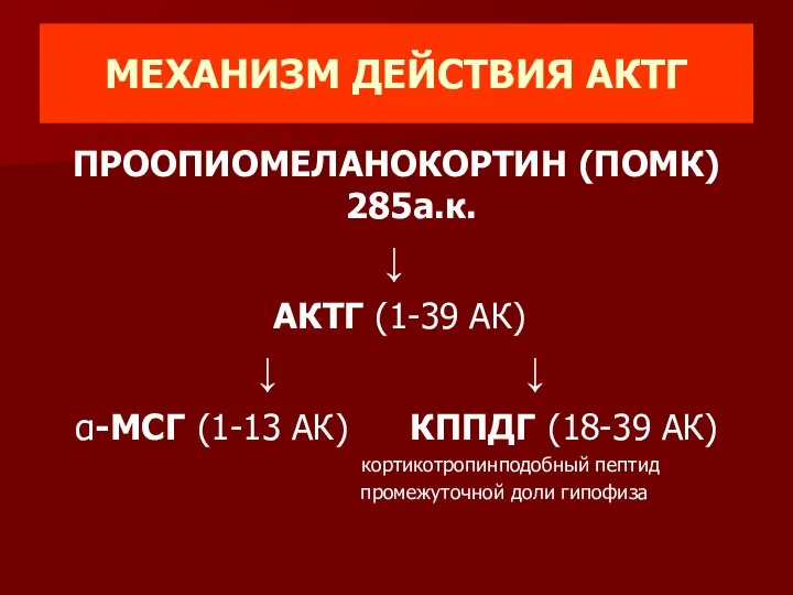 МЕХАНИЗМ ДЕЙСТВИЯ АКТГ ПРООПИОМЕЛАНОКОРТИН (ПОМК) 285а.к. ↓ АКТГ (1-39 АК) ↓